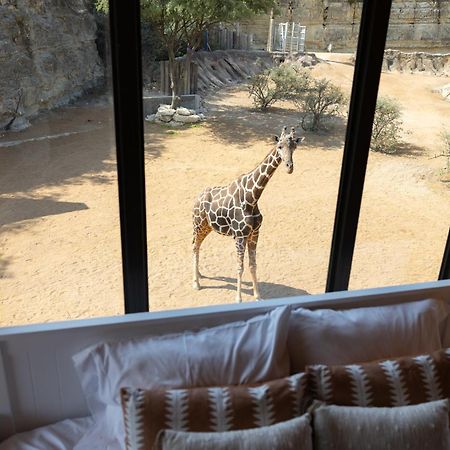 San Antonio Zoo - Spekboom Giraffe Lodge Eksteriør billede