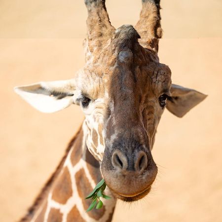 San Antonio Zoo - Spekboom Giraffe Lodge Eksteriør billede