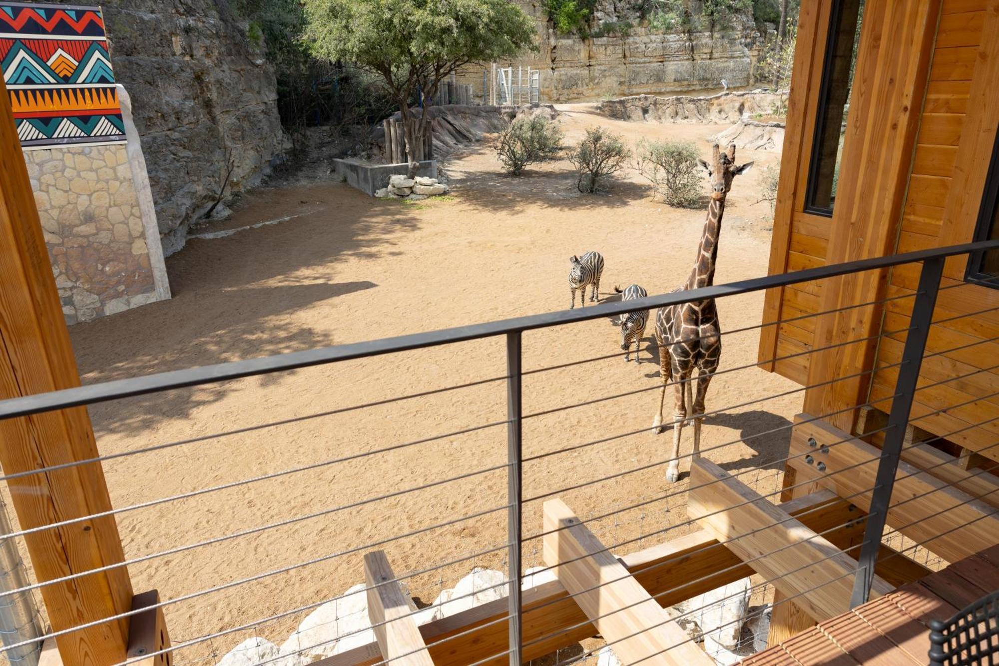 San Antonio Zoo - Spekboom Giraffe Lodge Eksteriør billede