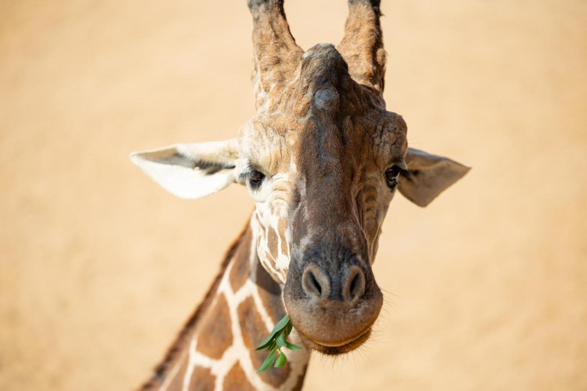 San Antonio Zoo - Spekboom Giraffe Lodge Eksteriør billede