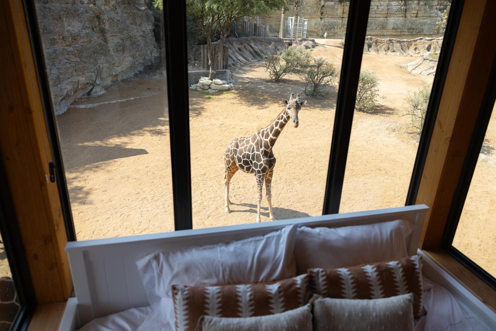 San Antonio Zoo - Spekboom Giraffe Lodge Eksteriør billede