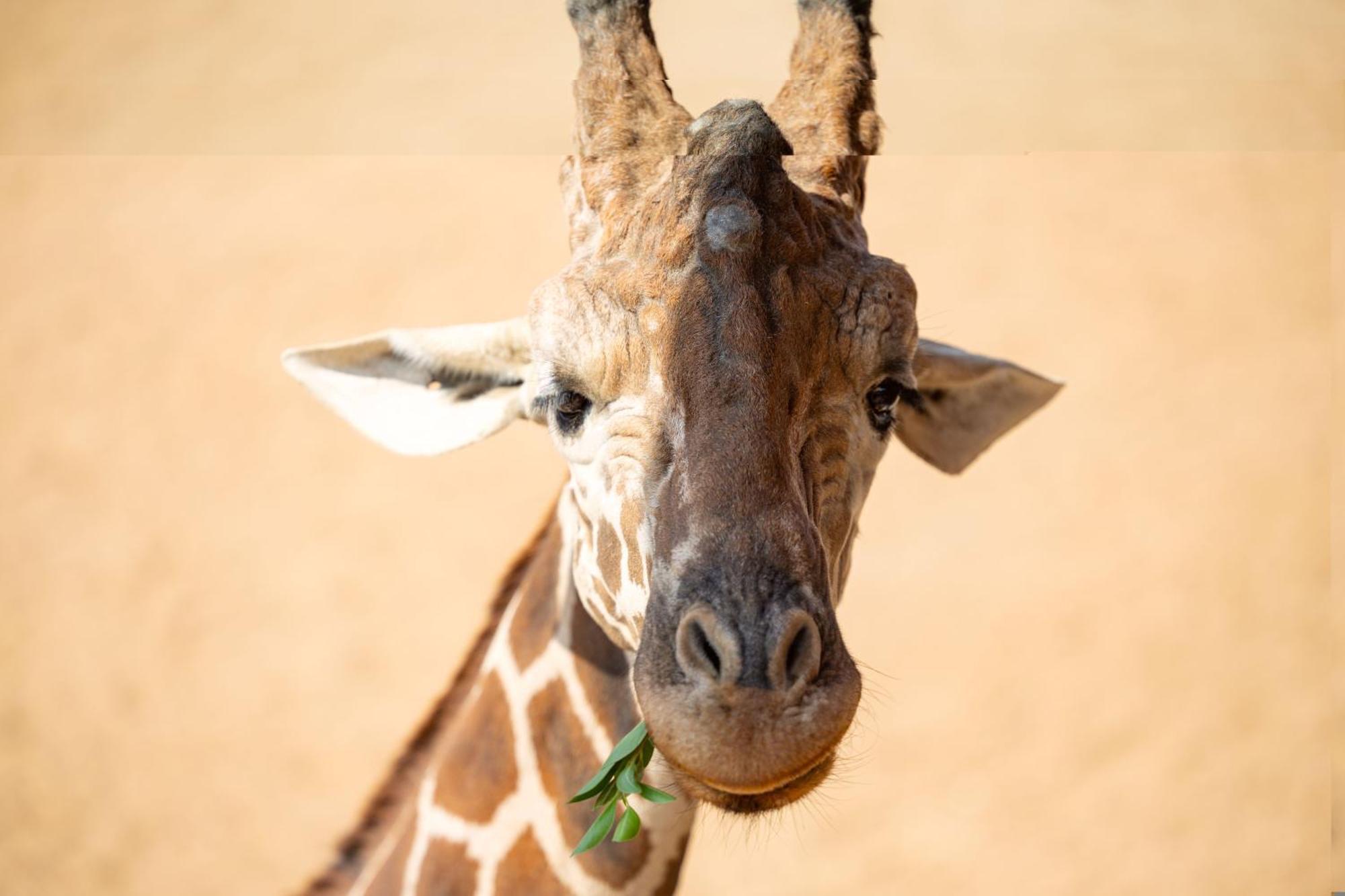 San Antonio Zoo - Spekboom Giraffe Lodge Eksteriør billede